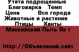 Утята подрощенные “Благоварка“,“Темп“ › Цена ­ 100 - Все города Животные и растения » Птицы   . Ханты-Мансийский,Пыть-Ях г.